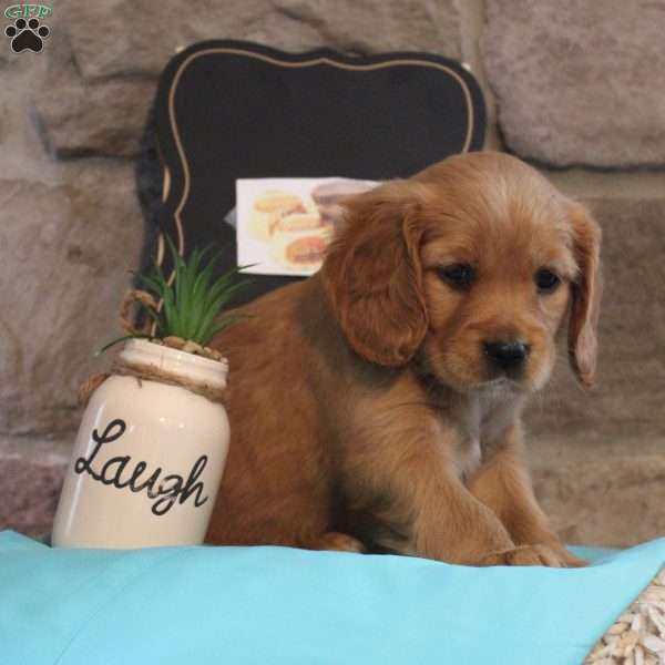 Reeses p.b. cup, Miniature Golden Retriever Puppy